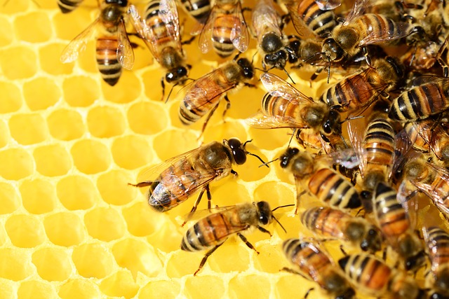 medonosné včely
